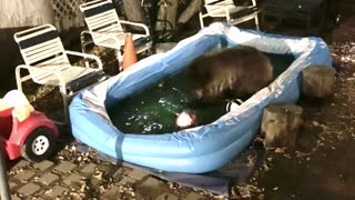 Bear Playing in a Little Pool