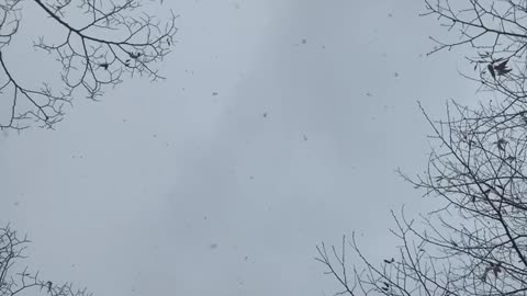 white snow falling from the sky.