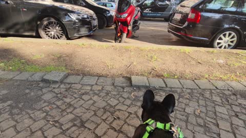 French Bulldog Blacky 🐶 is scared about a red motorcycle 🏍 😨 😆