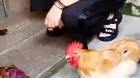 Funny chicken