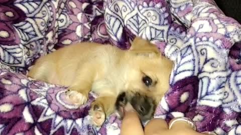 Brown puppy dog on purple pattern blanket