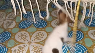 Puppy Teases Snoozing Baby