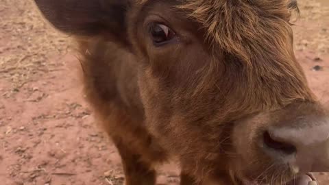 Lucy's Call: Echoing Moos Across H5 Ranch