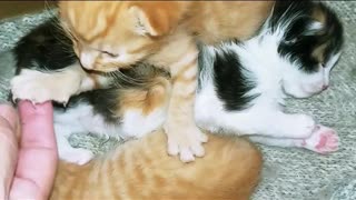 "Creamsicle Kitten Gives High Five"Come See Adorable😇🐺🐾👏🧡💫💎🎤🎶