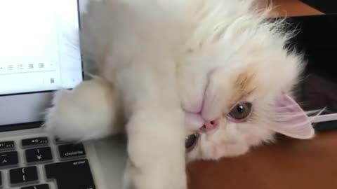 Cat is playing with his owner