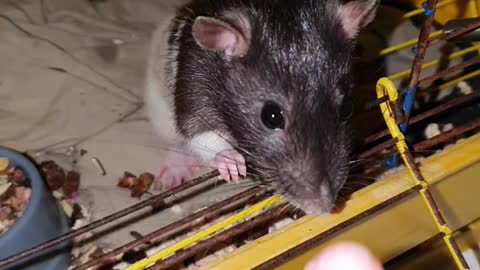 Cute rats in cage