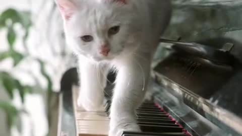 The cat is good at playing the piano 🎹