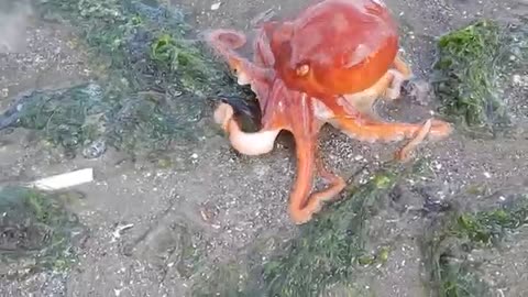 Orange Octopus, Amazing Orange Octopus, Amazing Wild Creatures