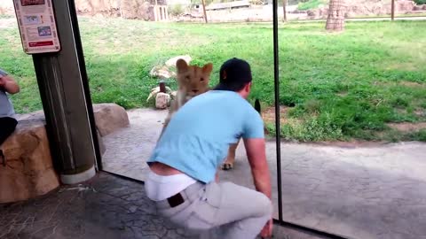 How to play with lions at the zoo