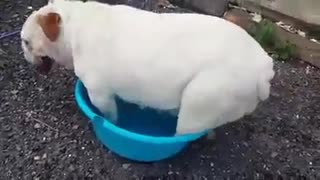 Bulldog embarrassingly destroys bucket of water