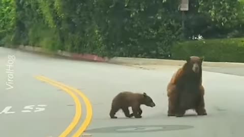 Mom bear careful her babies