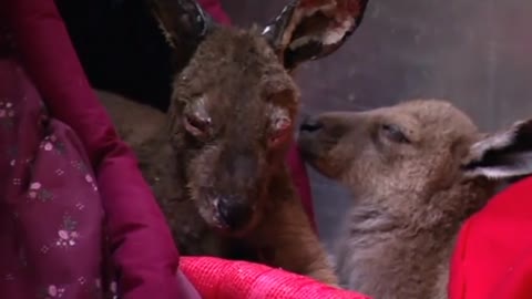 Kangaroo joeys are treated for bushfire burns in Australia