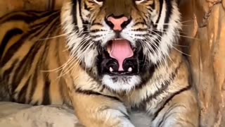 beautiful tiger roaring 😱😱😱