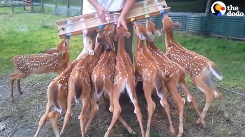 Baby Deer Drink From Bottles