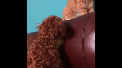 Dog And Cat Never Can Be Friends