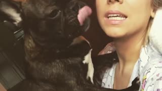 Black french bulldog licks female owner's face