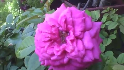 Uma linda rosa cor de rosa na floricultura, beleza natural! [Nature & Animals]