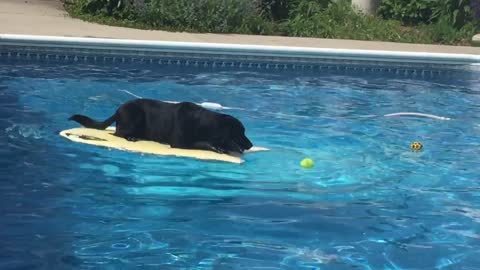 Genius dog uses balancing technique to retrieve ball