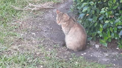 Gato Descanzando