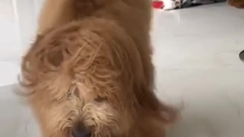 Dog receives his dog slow motion photography