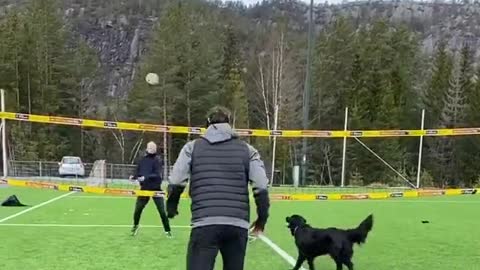 Unbelievable! a Dog playing Volleyball - Funny video