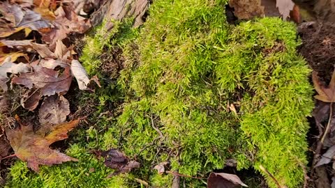 HD video of moss in United States forest,Vidéo HD de mousse dans la forêt des États-Unis