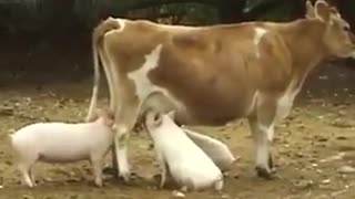 hungry pigs drink milk from cow