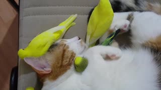 Cat Cuddles a Bunch of Birds