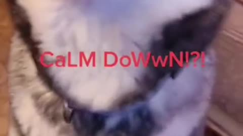 “CALM DOWN_! CALM DOWN__ Don’t tell me to calm down”💀