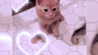 Kittens