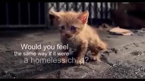 What It Feels Like to Be A Homeless Kitten