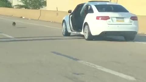 Dog Escapes Car on the Interstate