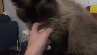 I play with my cat