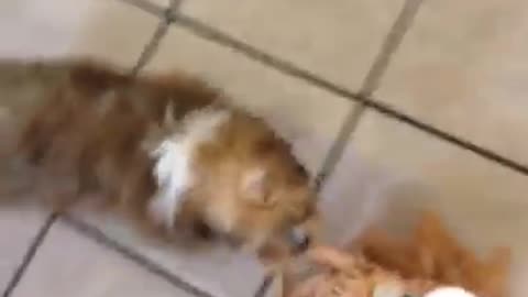 Baby Gus fights a mop