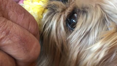 Brussels Griffon Eating Corn On The Cob