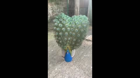 Beautiful Peacock Spreading His Feathers!