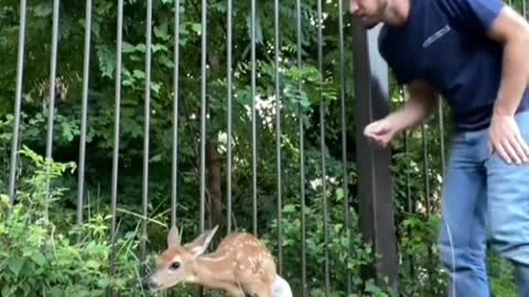 To help the fawn that got stuck in the fence, but it was a little resistant to me
