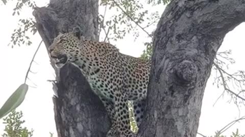 South Africa Forest Leopard hunting
