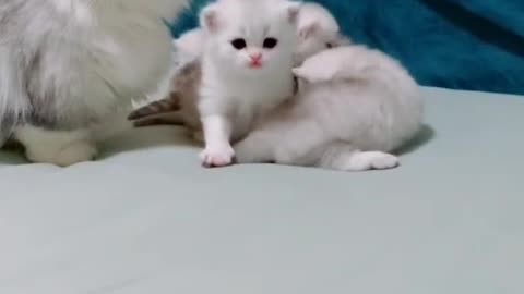 kitten playing on bed
