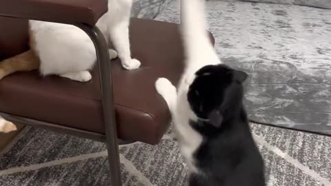 Cat Fighting Moments