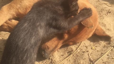 Kitty Tries to Wake Best Friend After He Passed Away