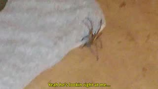 Wolf Spider Garage Encounter