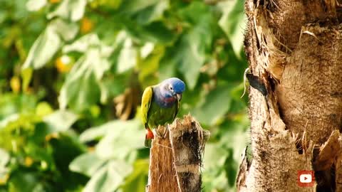 parrot bird animal plumage colorful Brazilian BirdNature Ave Bird Green Parrot #19