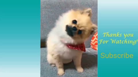 Cute Pets And Funny Animals Compilation #sixteen - Pets Garden