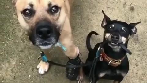 Dogs close Friendship