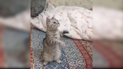 Funny cats doing stupid things