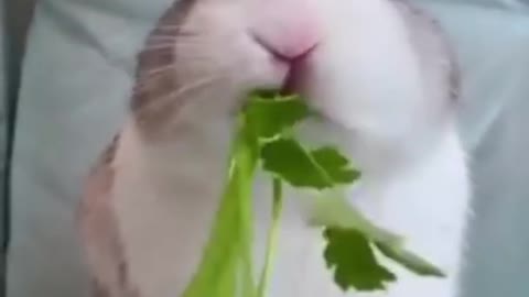 Best funny animal videos