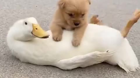 Funny Animal Videos - Awesome Funny Pet Animals | Cute Animals | Super Funny Dog Videos