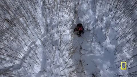 saving Trapped Wolf | Life Below Zero