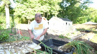 Garlic Harvest 2023